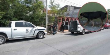 Perro alerta a vecinos y hallan muerto a su amo en casa abandonada de Nuevo Laredo, Tamaulipas