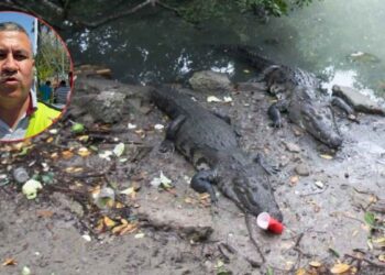 Piden no invadir espacios de cocodrilos en Tampico y Madero