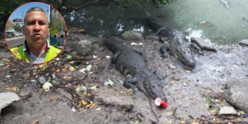 Piden no invadir espacios de cocodrilos en Tampico y Madero