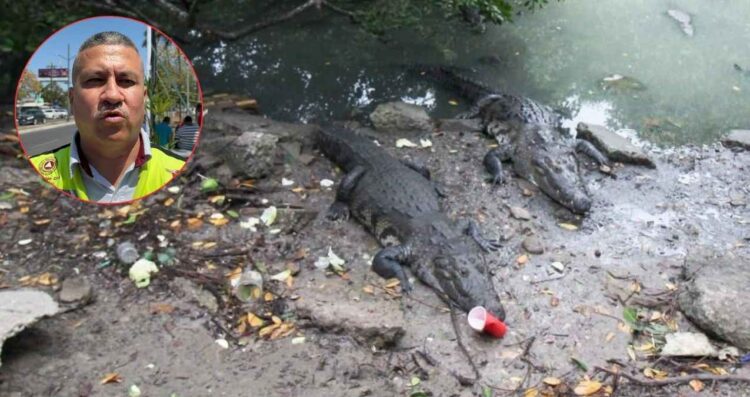 Piden no invadir espacios de cocodrilos en Tampico y Madero