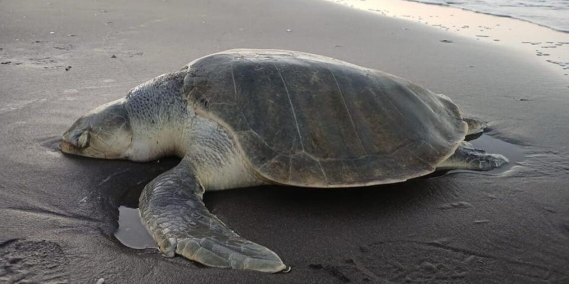 Tortuga Lora Altamira