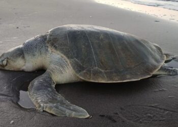 Tortuga Lora Altamira