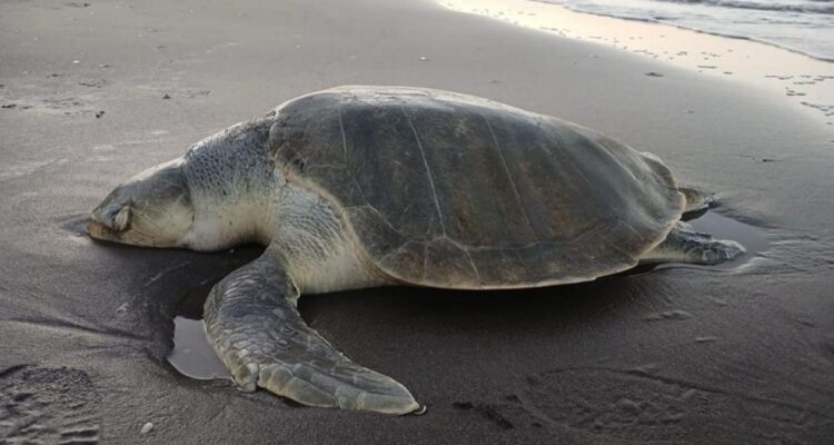 Tortuga Lora Altamira