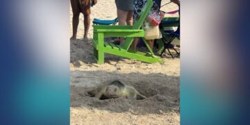 Tortuga Lora Ciudad Madero