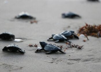 Tortuga lora invasión Tamaulipas