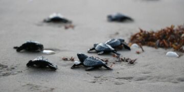 Tortuga lora invasión Tamaulipas
