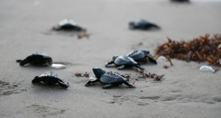 Tortuga lora invasión Tamaulipas