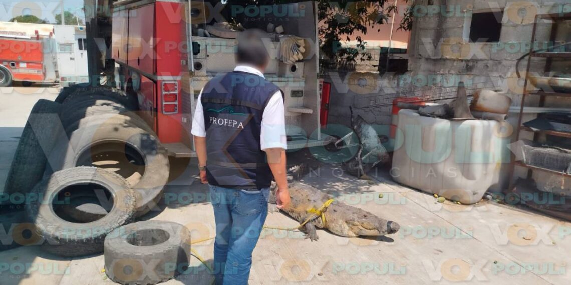 capturan cocodrilo y serpiente en Madero