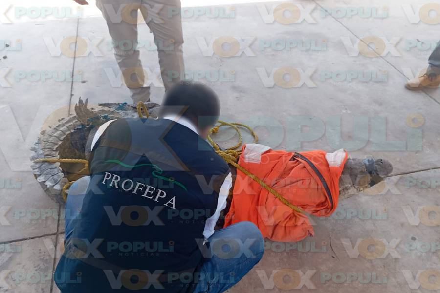 capturan cocodrilo y serpiente en Madero