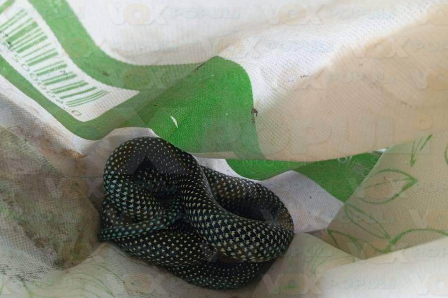 capturan cocodrilo y serpiente en Madero