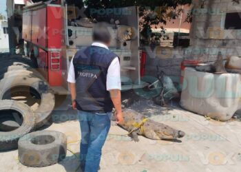 capturan cocodrilo y serpiente en Madero
