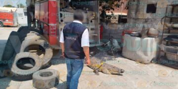 capturan cocodrilo y serpiente en Madero