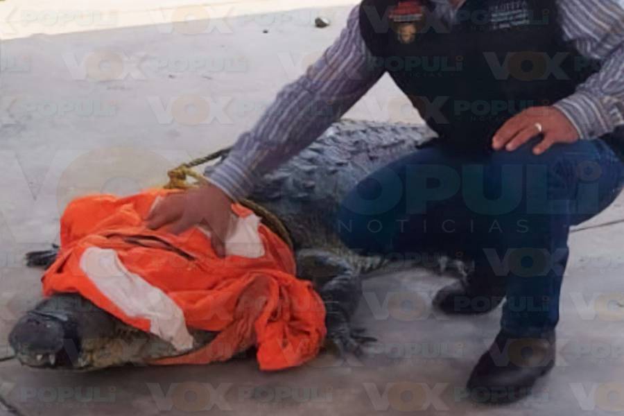 capturan cocodrilo y serpiente en Madero