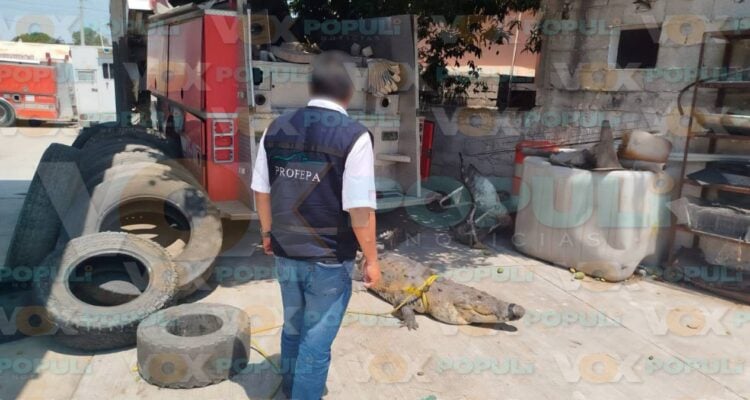 capturan cocodrilo y serpiente en Madero