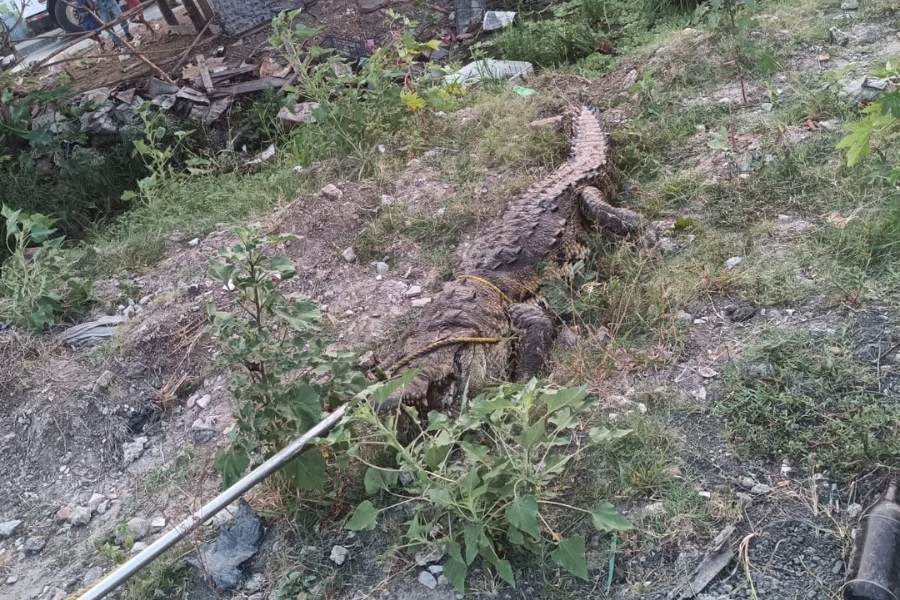 cocodrilo en Ciudad Madero