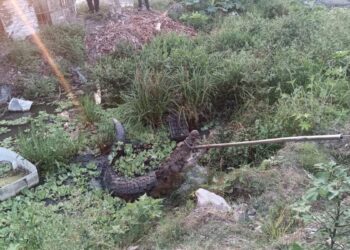 cocodrilo en Ciudad Madero
