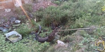 cocodrilo en Ciudad Madero