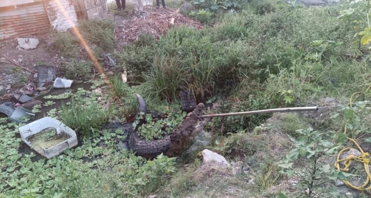 cocodrilo en Ciudad Madero