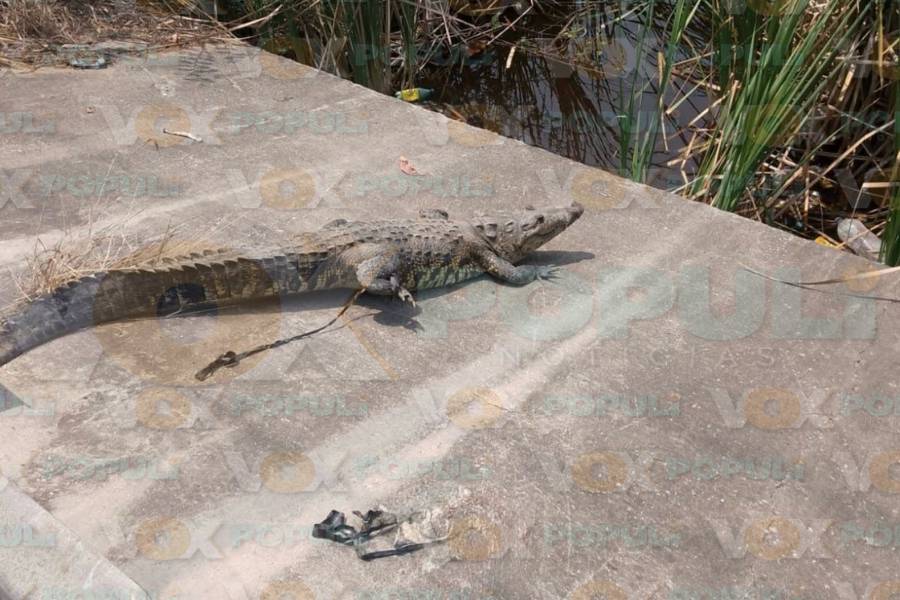 cocodrilo en obra de construcción en Altamira