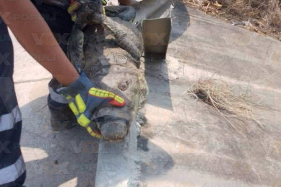 cocodrilo en obra de construcción en Altamira