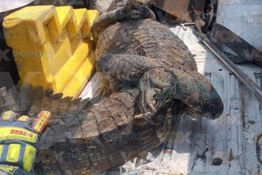 cocodrilo en obra de construcción en Altamira
