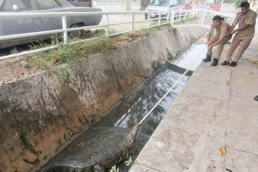cocodrilo encontrado en Tampico