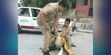 cocodrilo encontrado en Tampico
