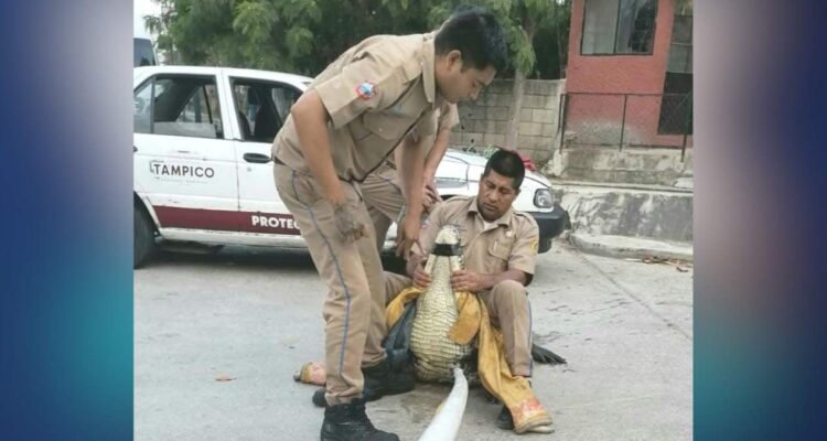 cocodrilo encontrado en Tampico