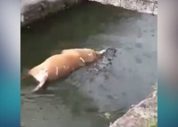 cocodrilo mata perro en Ciudad Madero