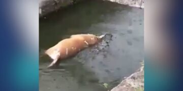 cocodrilo mata perro en Ciudad Madero