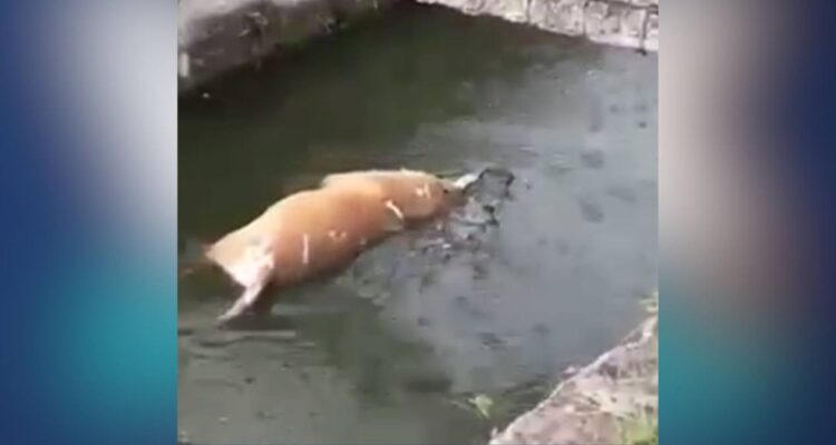 cocodrilo mata perro en Ciudad Madero