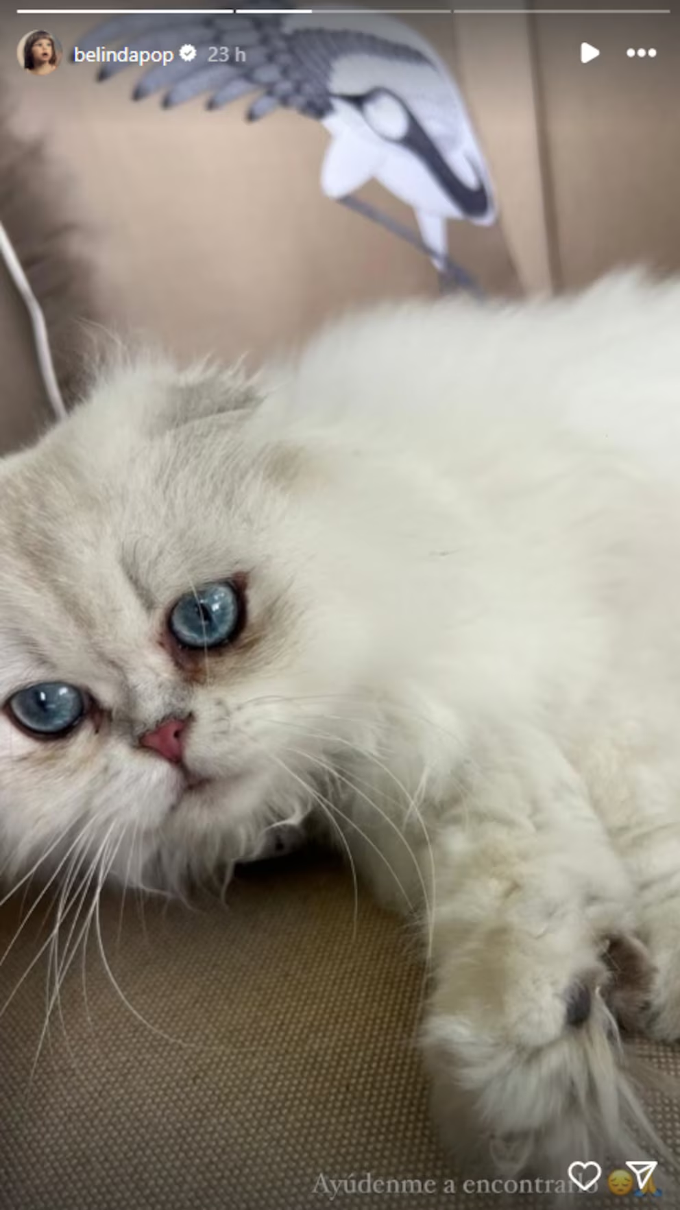 Belinda rompe el silencio: no encuentra a su gato Glen
