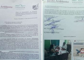 madre se disculpa tortuga Tampico