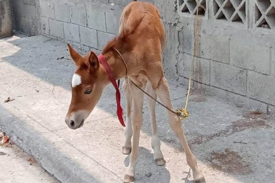 maltrato animal en Ciudad Madero