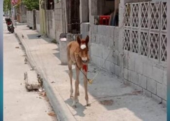 maltrato animal en Ciudad Madero