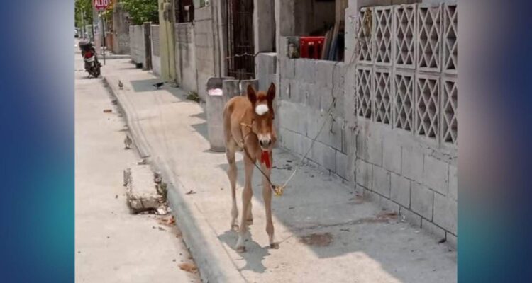 maltrato animal en Ciudad Madero