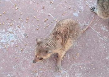 mapaches con sarna en Ciudad Madero