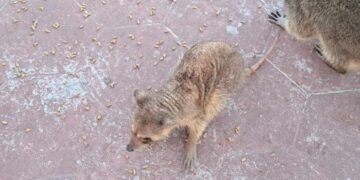 mapaches con sarna en Ciudad Madero