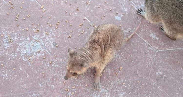 mapaches con sarna en Ciudad Madero