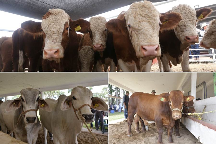 Mejoramiento Genético 2025 en Tamaulipas