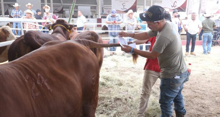 Mejoramiento Genético 2025 en Tamaulipas