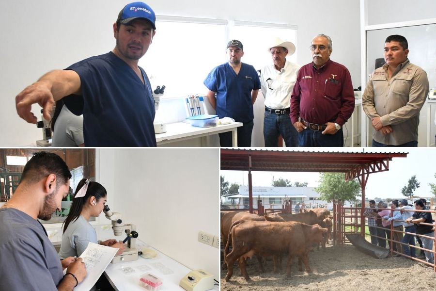 mejoramiento genético en Tamaulipas