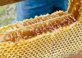 miel de abeja en Matamoros