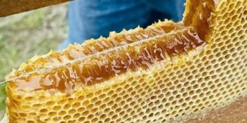 miel de abeja en Matamoros
