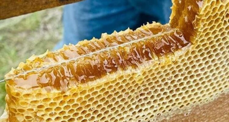 miel de abeja en Matamoros