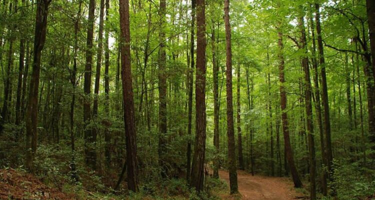 reforestación de Biosfera El Cielo