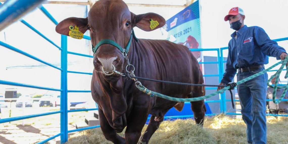 reforma a Ley Ganadera de Tamaulipas