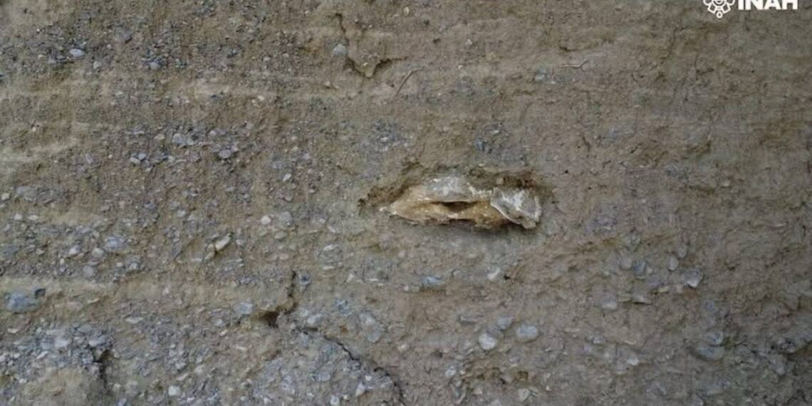 restos fósiles Tula