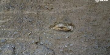 restos fósiles Tula