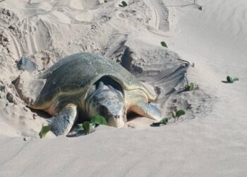 temporada de desove de tortugas Matamoros